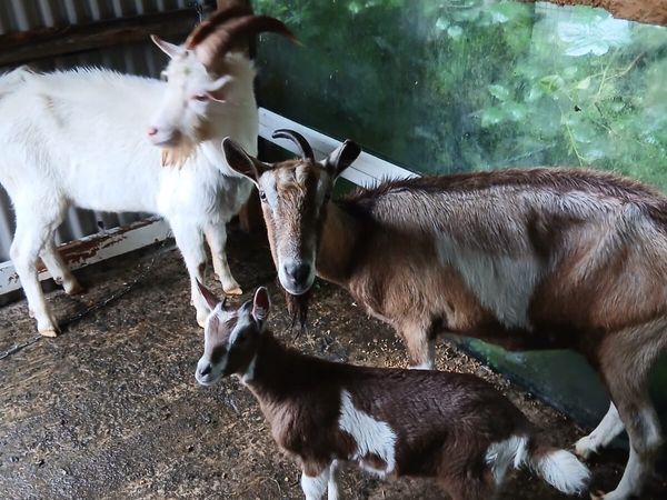 Goats - Main image