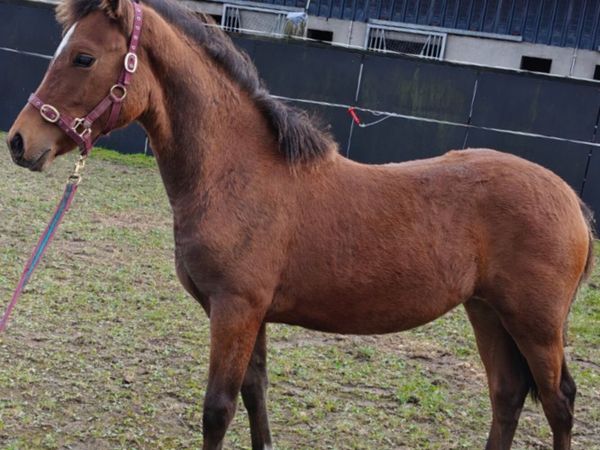 6 month old Connemara pony filly foal - Main image