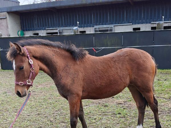 6 month old Connemara pony filly foal - Main image