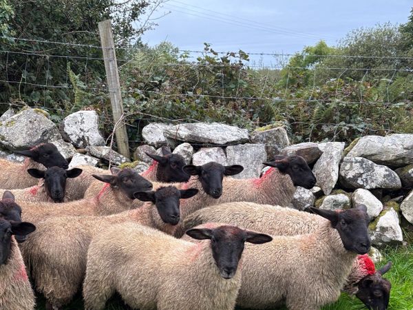 Suffolk Mule Ewe Lambs - Main image