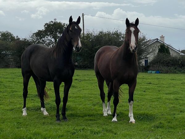 Two Geldings ( gort sale 3rd October ) - Main image