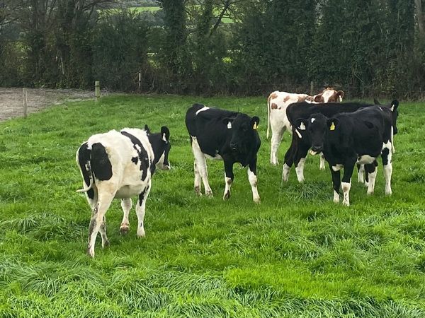 5 Dairy Weanlings for Sale - Main image