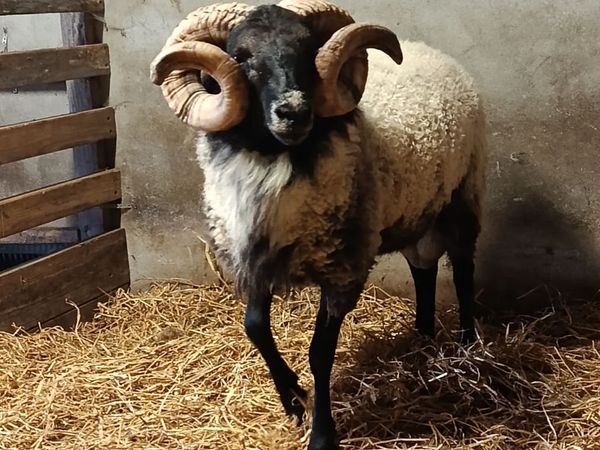 Hogget ram - Main image