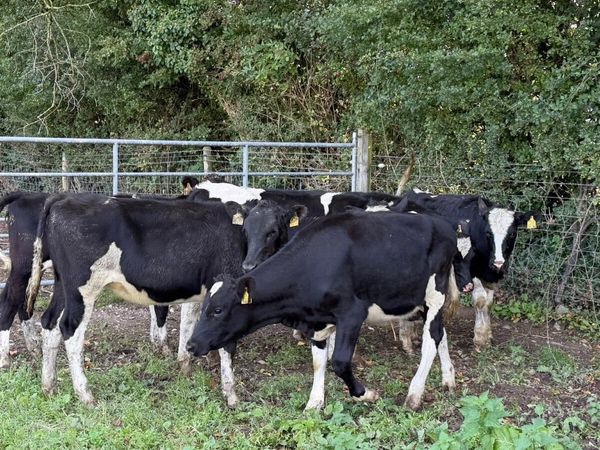 7 ai bred Frisian heifers - Main image