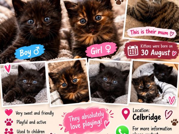 cats - Main image