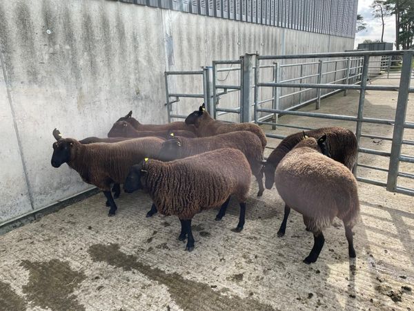 Sheep - Nine Dutch-spotted-Cross Hoggets €300 each - Main image
