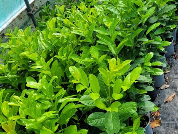 Laurel Hedging - Main image