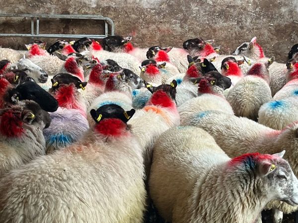 60 super ewe lambs - Main image