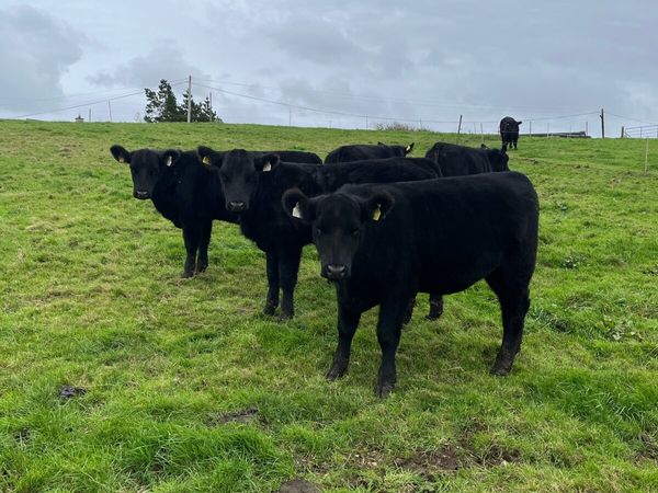 Pbr Aberdeen Angus - Main image