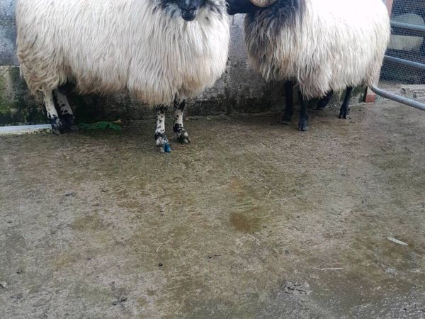 2 hogget rams - Main image