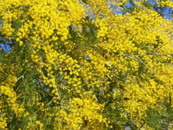Mature Acicia tree - Main image