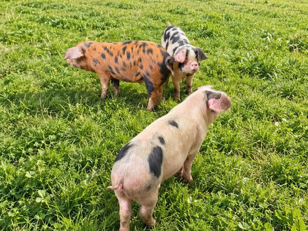 Organic pigs - Main image