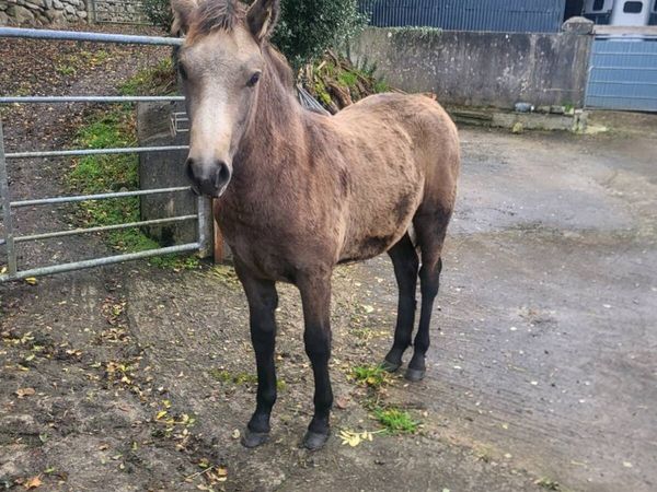 Connemara filly foal - Main image