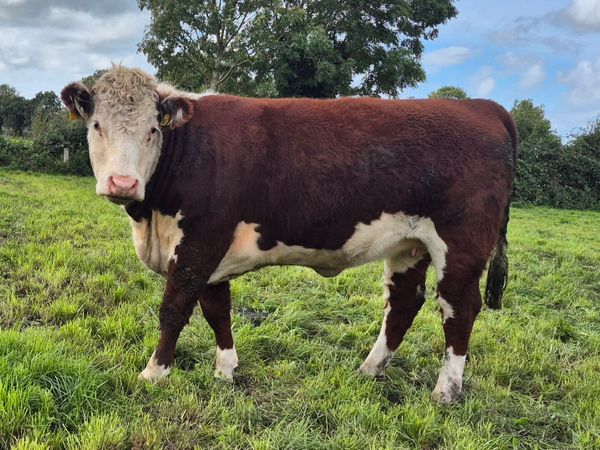Pedigree Hereford Heifers - Main image