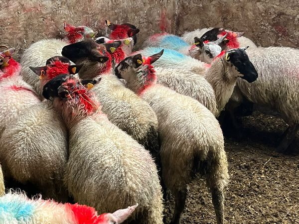 Ewe lambs - Main image