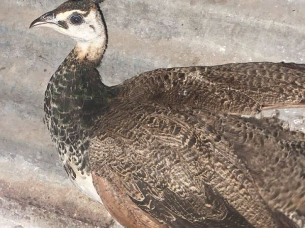 Ducks,laying hens,Guinea fowl,peachicks,chicks - Main image