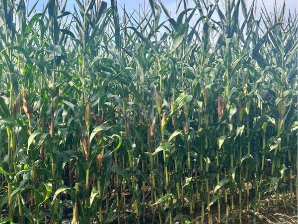 Maize Silage - Main image