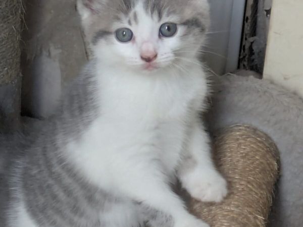 GORGEOUS SHORTHAIR CROSS KITTENS 1 GIRL 1 BOY - Main image