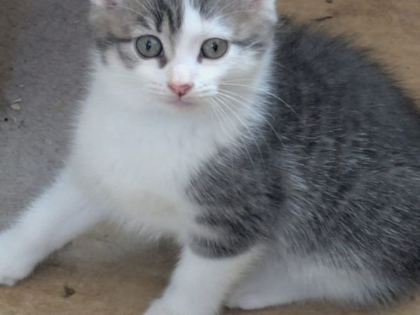 GORGEOUS SHORTHAIR CROSS KITTENS 1 BOY REMAINING - Main image