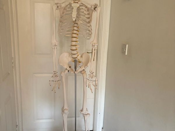 Medical skeleton - Main image
