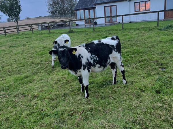 2 BBX bull calves - Main image