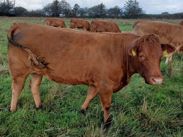 Incalf heifers - Main image