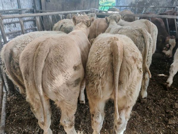 12 Golden Chx Bull Weanlings. - Main image