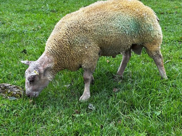 🔥Charollais hogget ram🔥 - Main image