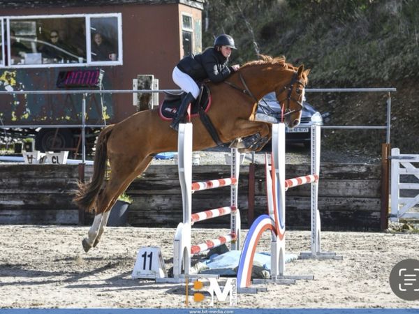 Showjumper / all rounder for sale - Main image