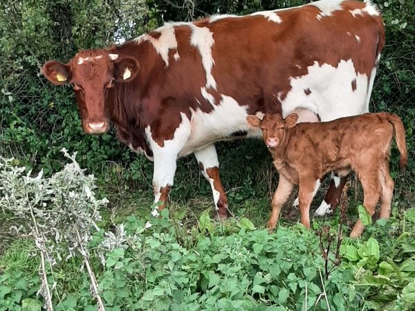 Heifers - Main image