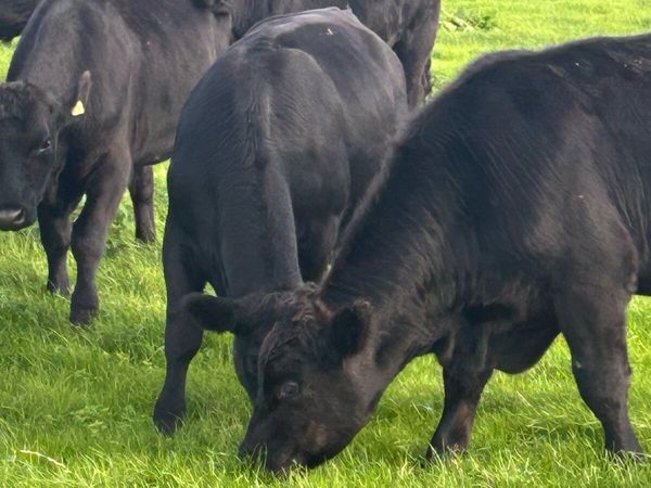 Angus Bullocks - Main image