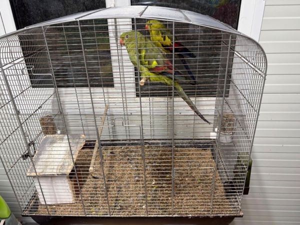 Parrots - Main image