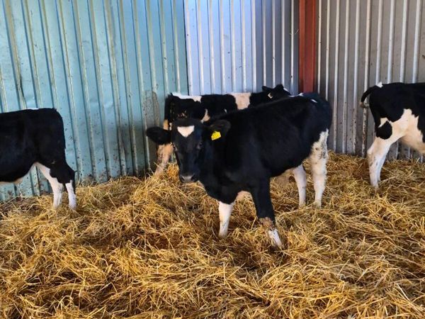 Short horn bulls - Main image