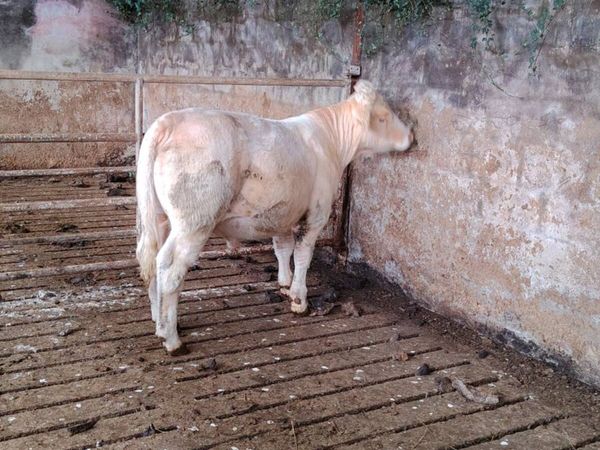 Charolais bull - Main image