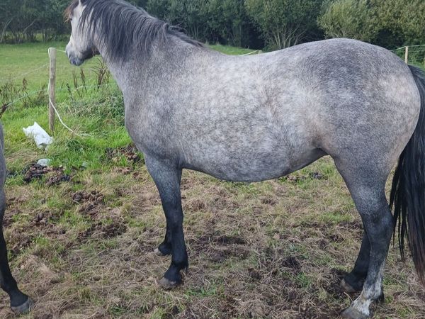 Connemara pony - Main image