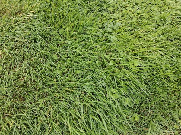 Third cut grass - Main image