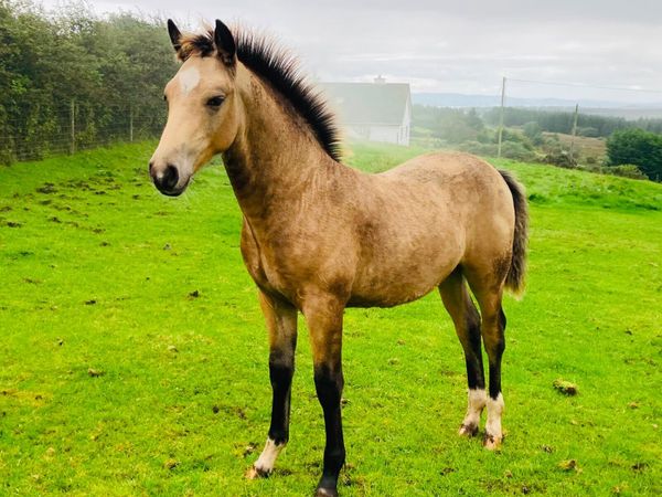 Connemara dun colt foal - Main image