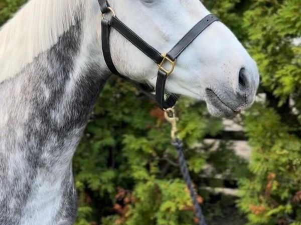 Glenariska silver star - purebred Connemara - Main image