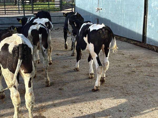 5 super British Frisian bulls - Main image
