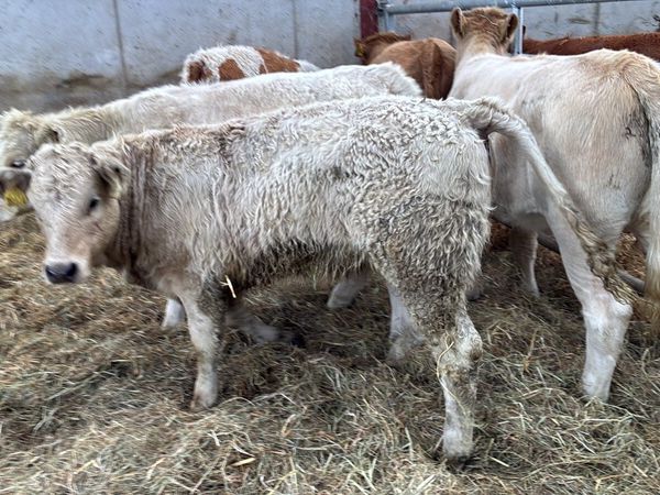 5 super charlaois heifer weanlings - Main image