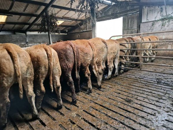 Breeding Heifers - Main image