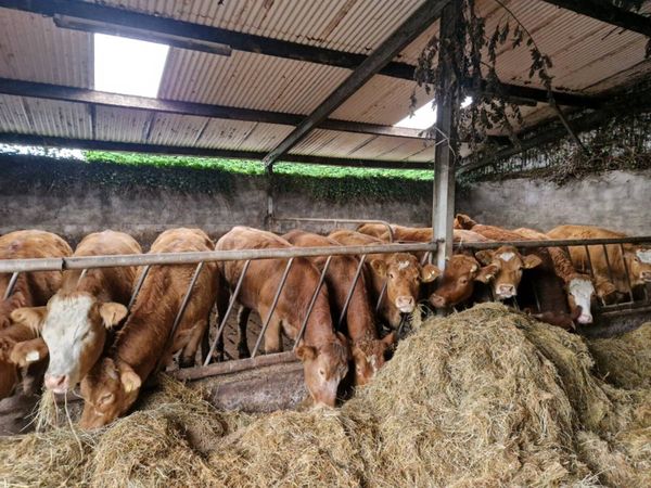 Breeding Heifers - Main image