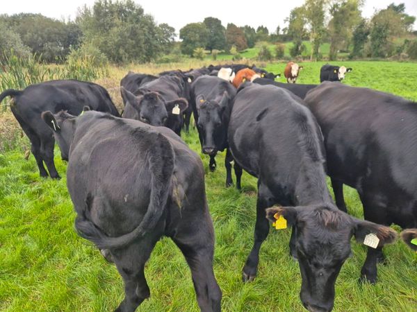Store cattle - Main image