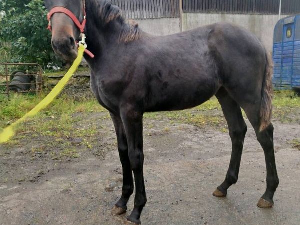 Filly foal - Main image