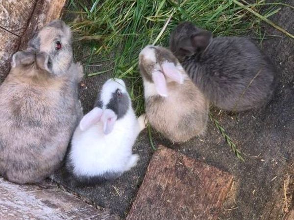 Rabbits - Main image