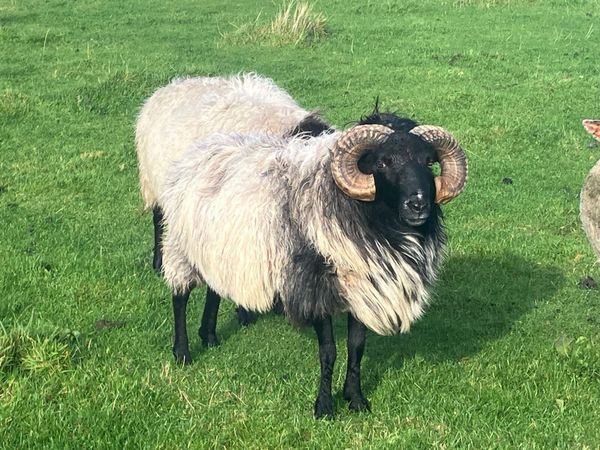 2 aged rams - Main image