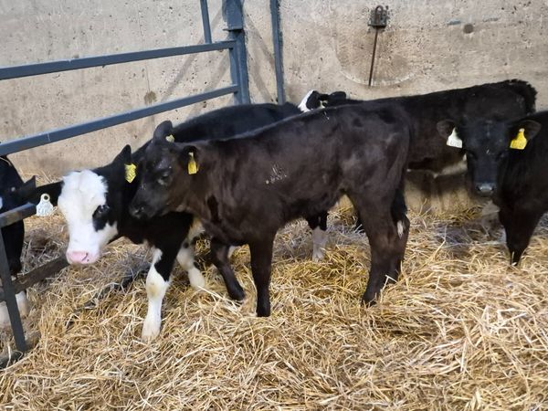 5 Smashing heifer calves for sale - Main image
