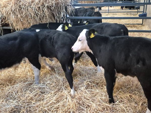5 Proper Hereford & 1 Aberdeen Angus bulls - Main image