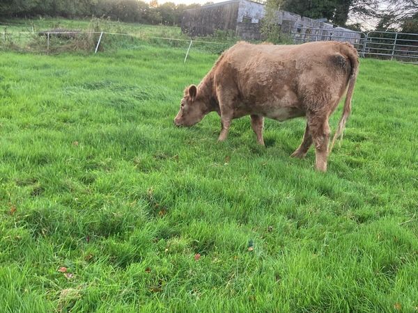2 Springing Heifer’s for sale in Donegal for €3,000 on DoneDeal