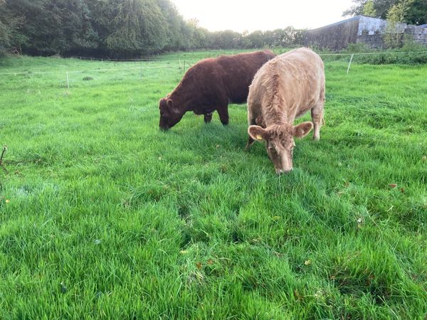 2 Springing Heifer’s for sale in Donegal for €3,000 on DoneDeal